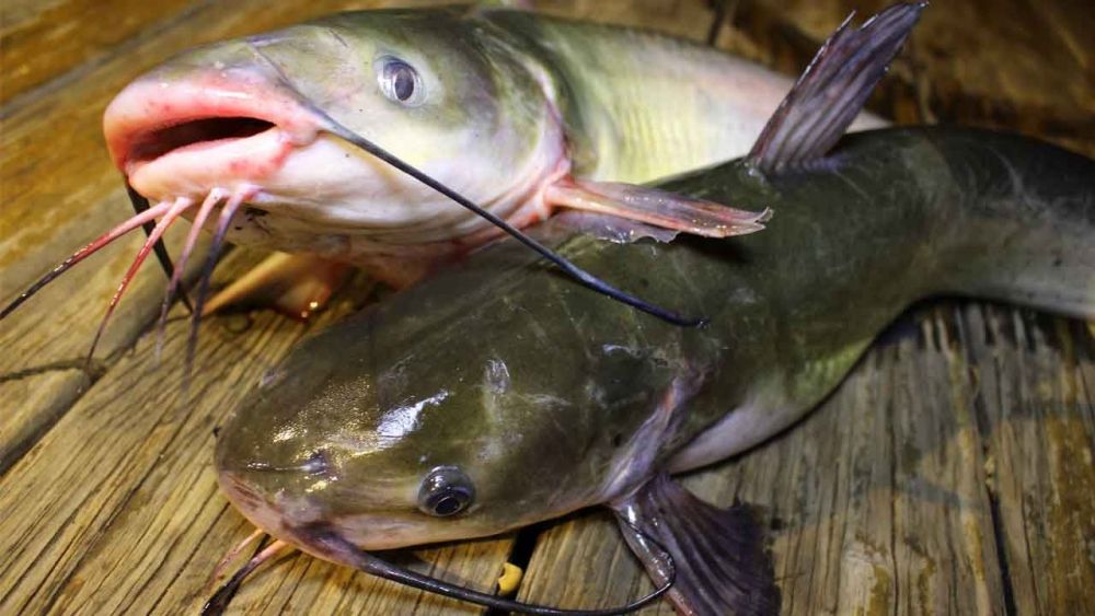 10 Jenis Ikan yang Umum Dikonsumsi Masyarakat Indonesia, Kamu Juga?