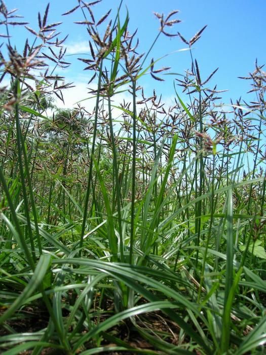 Lancarkan Haid Hingga Kontrol Diabetes, Manfaat Rumput Teki