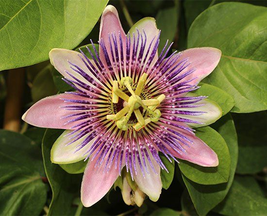 5 Manfaat Bunga Passiflora, Bisa Mengatasi Insomnia dan Kecemasan