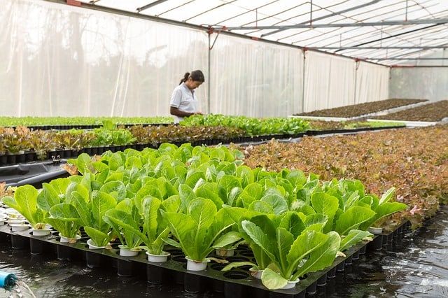 Gigih menjadi Petani Organik, Dedy Ajak Anak Muda Belajar Menanam 