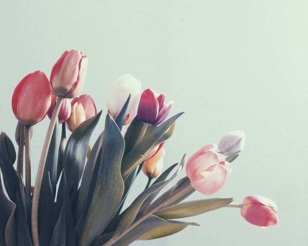 Fakta Unik Bunga Tulip Yang Gak Banyak Orang Tahu