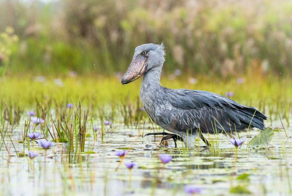 Burung Shoebill Bangau: Keunikan yang Menjadikannya Salah Satu Burung Paling Misterius