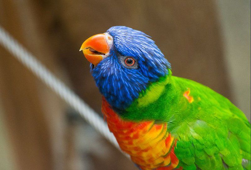 5 Spesies Burung Parrot dengan Bulu Tercantik di Dunia ...