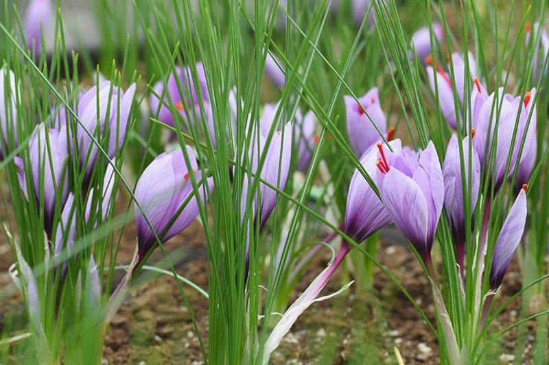 Cara Mudah Menanam Safron Rempah Rempah Berkhasiat Asal Iran