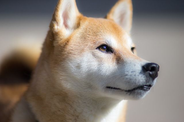 6 Fakta Unik Shiba Inu, Anjing Asli Jepang yang Sangat Populer