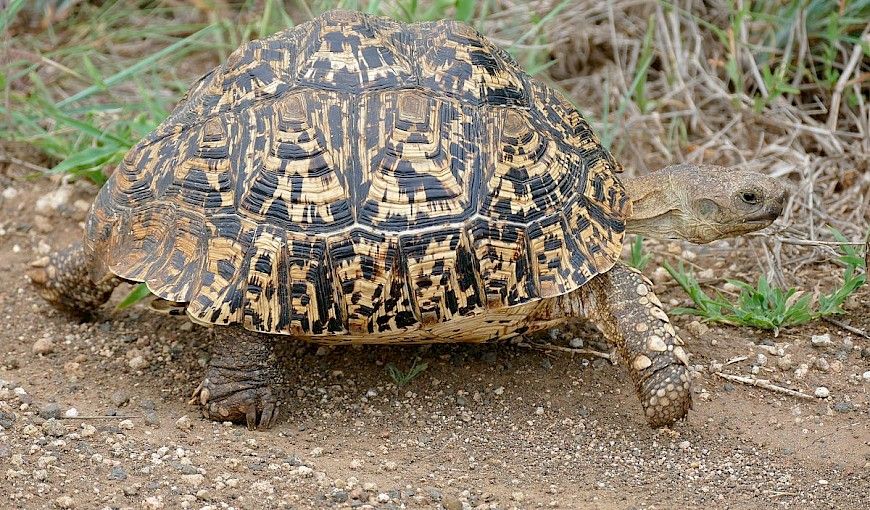 6 Spesies Kura-kura Darat Terbesar di Dunia Sampai Ratusan Kilogram!