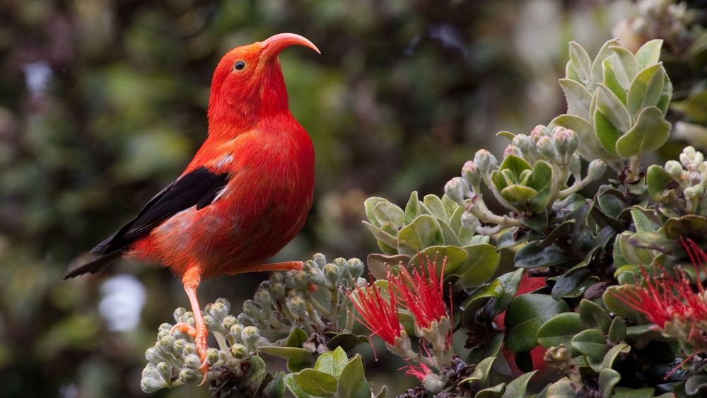 5 Fakta 'I'iwi, Burung Eksotis Endemik dari Hawaii