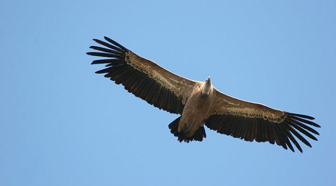 5 Fakta Vultur Ruppel, Burung yang Dapat Terbang Setinggi 37 Ribu Kaki