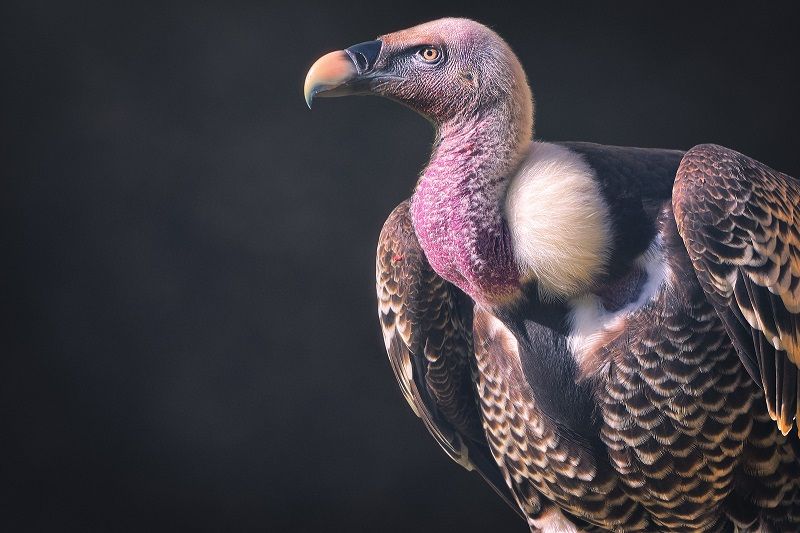 5 Fakta Vultur Ruppel, Burung yang Dapat Terbang Setinggi 37 Ribu Kaki