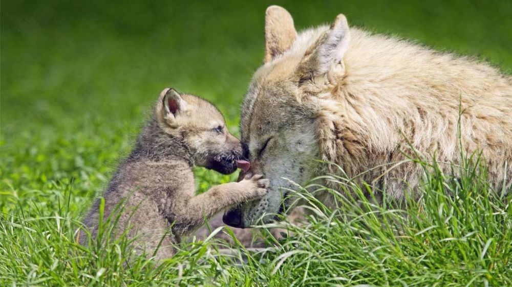 5 Perlakuan Induk Hewan Terhadap Anak-anaknya, Penyintas Hebat!