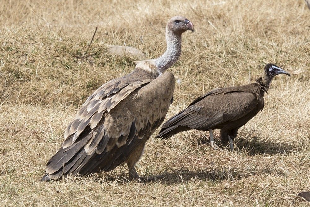 5 Fakta Vultur Ruppel, Burung yang Dapat Terbang Setinggi 37 Ribu Kaki