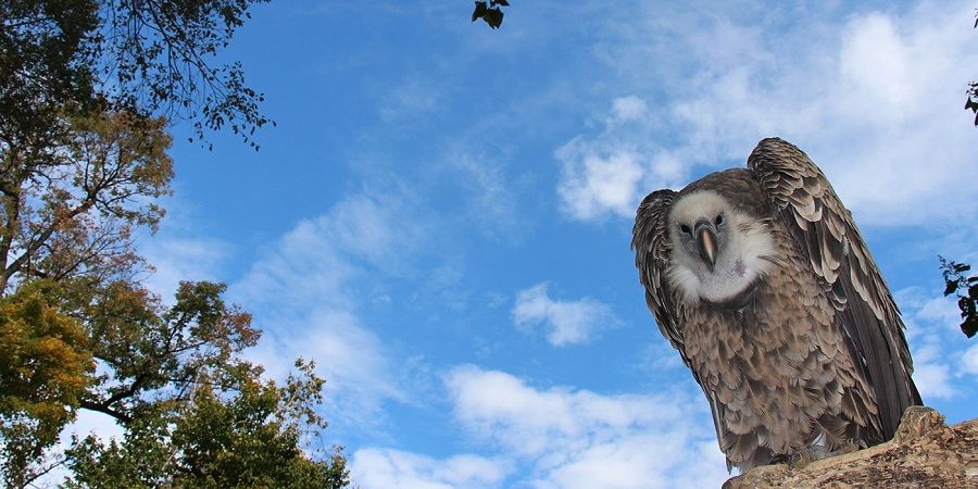 5 Fakta Vultur Ruppel, Burung yang Dapat Terbang Setinggi 37 Ribu Kaki