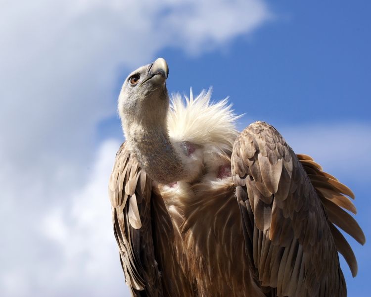 5 Fakta Vultur Ruppel, Burung yang Dapat Terbang Setinggi 37 Ribu Kaki