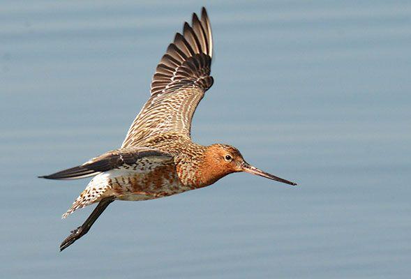 Sangat Tangguh! Ini 7 Spesies Burung dengan Jarak Migrasi Terjauh