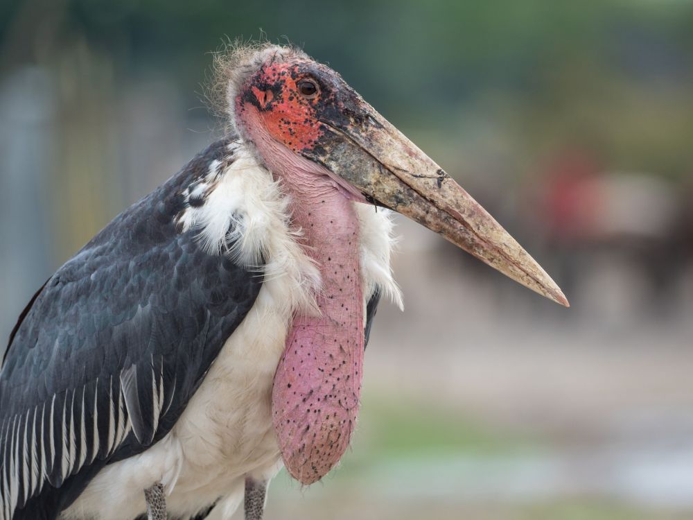 Lima Burung Paling Mengerikan di Dunia 