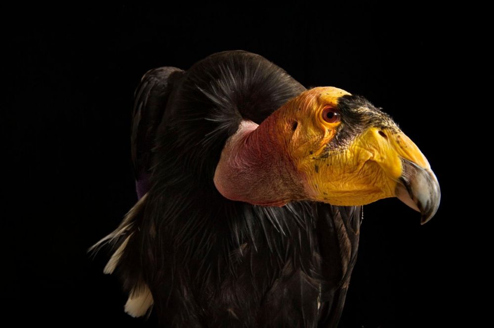 Lima Burung Paling Mengerikan di Dunia 