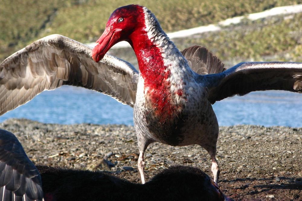 5 Burung Paling Mengerikan di Dunia, Ada yang Bisa Membunuh 