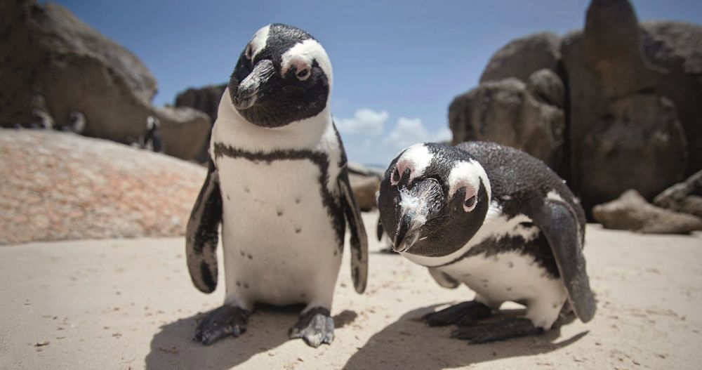 Potret 18 Spesies Penguin  di Dunia Ada yang Hidup di Afrika