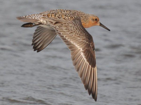 Sangat Tangguh! Ini 7 Spesies Burung dengan Jarak Migrasi Terjauh