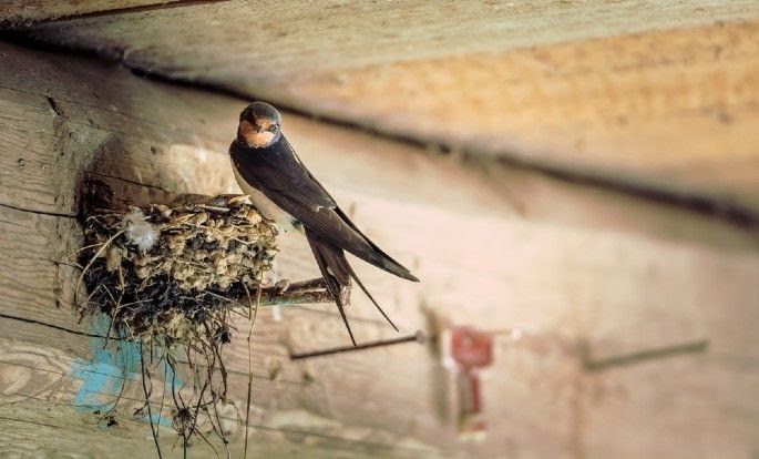 Sentral Sarang Burung Walet di Lombok Tengah Mulai Difungsikan