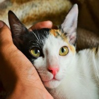 Berita Kucing Terlantar Terbaru Hari Ini