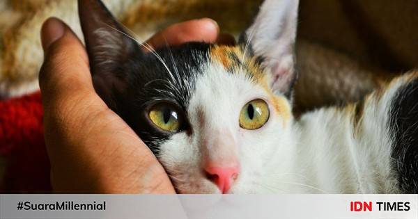 fakta nenek moyang kucing kampung