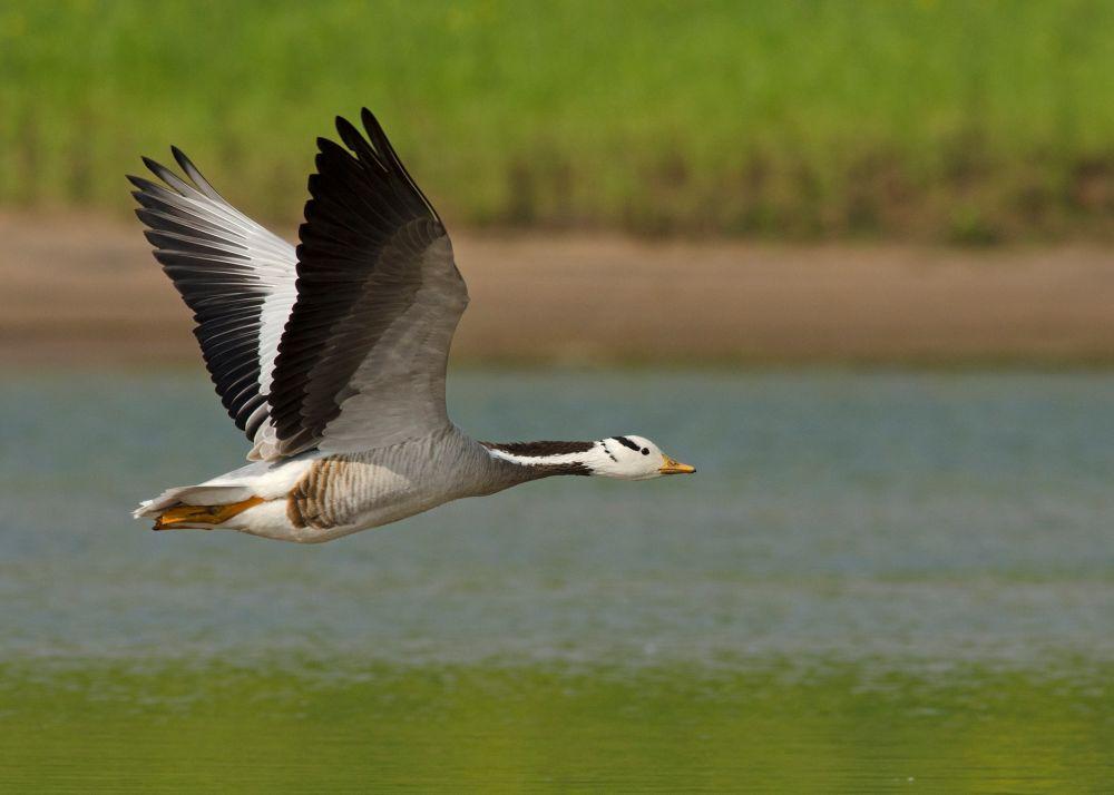 Sangat Tangguh! Ini 7 Spesies Burung dengan Jarak Migrasi Terjauh