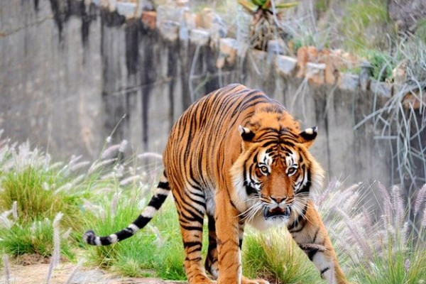 Foto Di Kebun Binatang - Yuk Kunjungi 4 Kebun Binatang Di ...