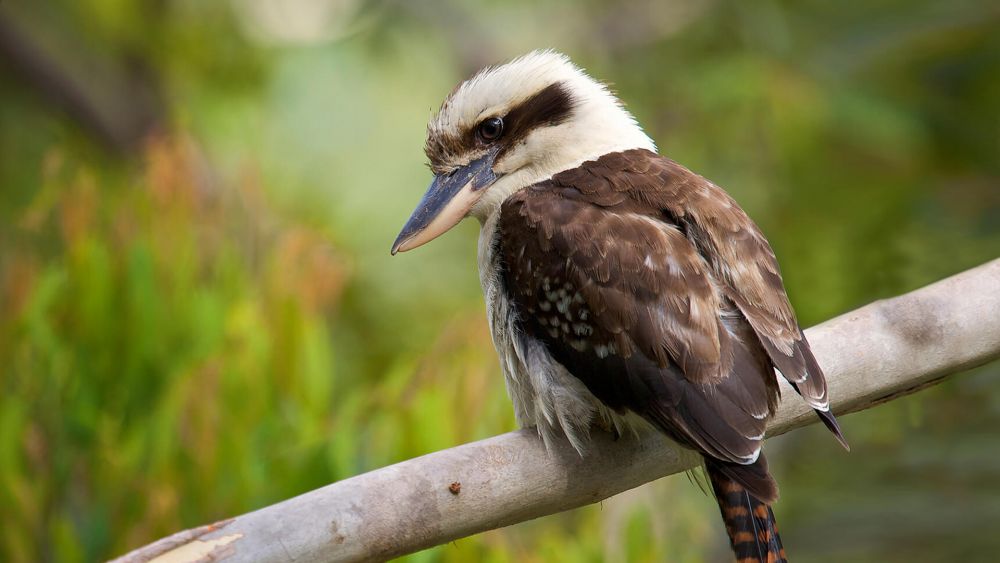 5 Fakta Laughing Kookaburra Burung  Unik yang  Bisa Tertawa