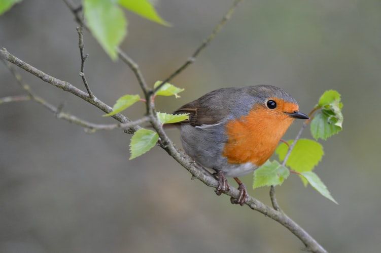 Fakta Menarik dari Robin, Spesies Burung yang Jadi Nama Superhero