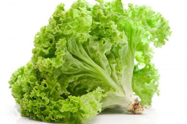 Jenis sayuran hijau berikut yang dikonsumsi mentah sebagai lalapan adalah