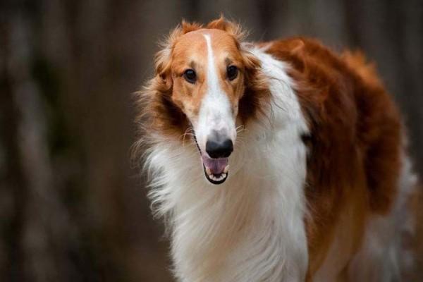 5 Fakta Anjing Borzoi, Si Moncong Panjang yang Menggemaskan