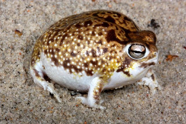 Fakta Desert Rain Frog Katak Berbentuk Unik - Domino206 Lounge