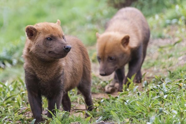 6 Fakta Bush Dog, Spesies Anjing Liar Berkaki Pendek & Menggemaskan