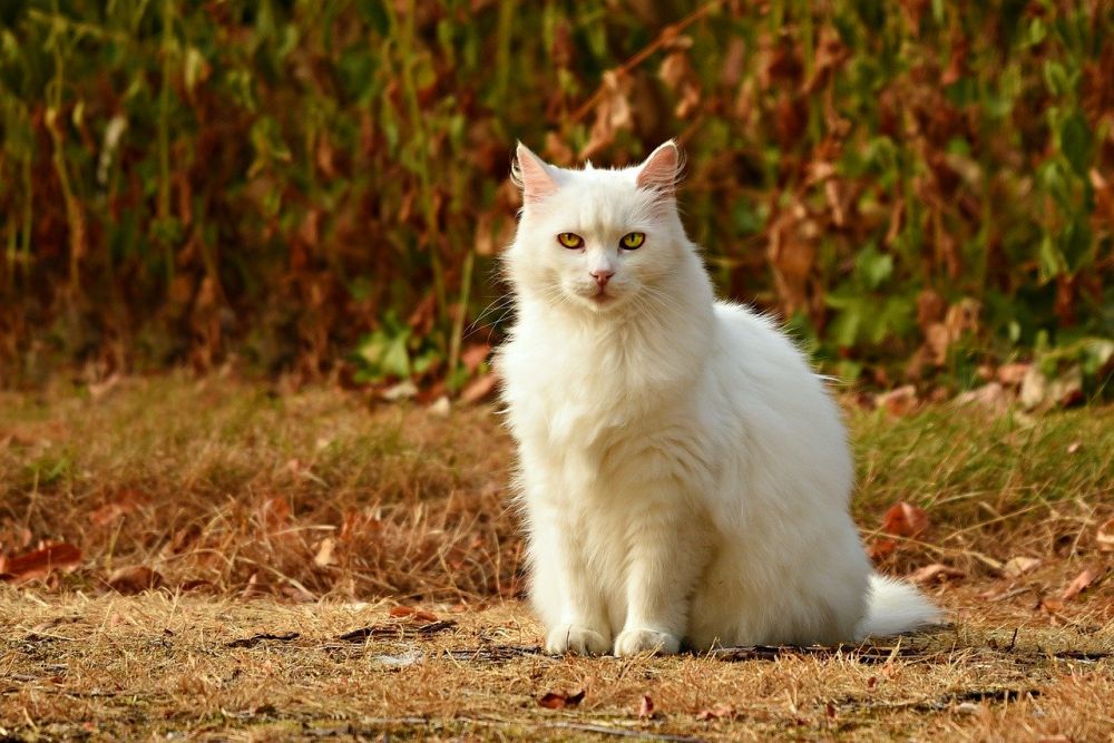 5 Arti Mimpi Bertemu Kucing Pertanda Sedang Dilanda Masalah