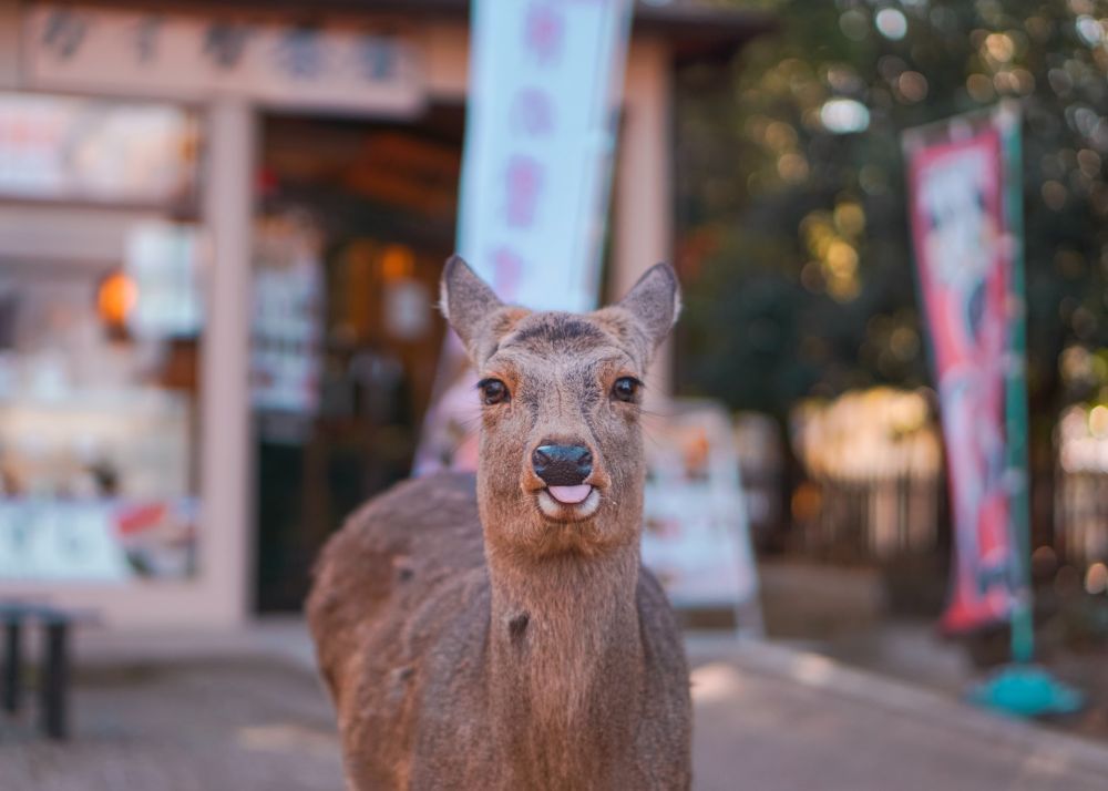 8 Fakta Menarik Kota Nara, Pesona Jepang Yang Pernah Jadi Ibu Kota