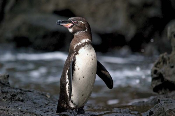 Fakta-fakta Menarik Tentang Pinguin yang Bikin Penasaran! Apa Saja? -  Jurnal Flores