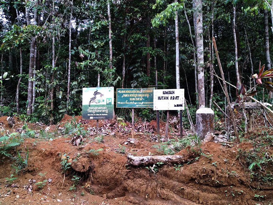 Dishut Sumsel: 733 Ribu Ha Hutan Kritis dan Rusak