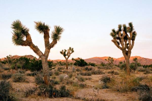 10 Tragedi Di Taman Nasional Joshua Tree 