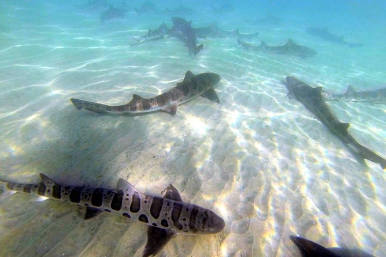 Dua Ekor Hiu Terdampar di Pantai Pacitan