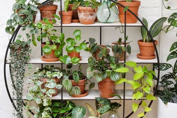 Inspirasi Desain Rak Tanaman Indoor, Ruangan Kamu Bakal Makin Estetik