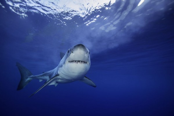Jaws, Film yang Terinspirasi Dari Kisah Nyata Si Hiu Pembunuh