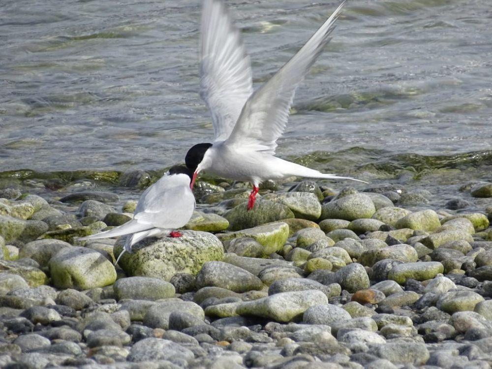 Sangat Tangguh! Ini 7 Spesies Burung dengan Jarak Migrasi Terjauh