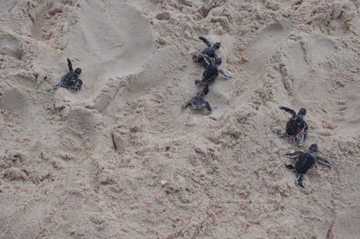 Penyu-penyu di Wisata Konservasi Mapak Indah Terbawa Abrasi Pantai