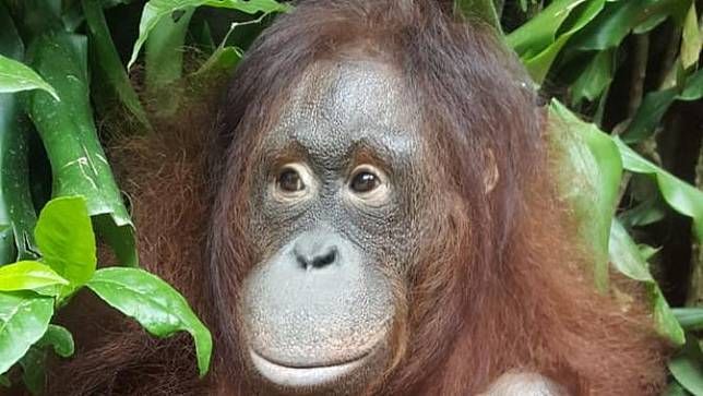 AWS-WWF Kolaborasi Manfaat Machine Learning untuk Selamatkan Orangutan