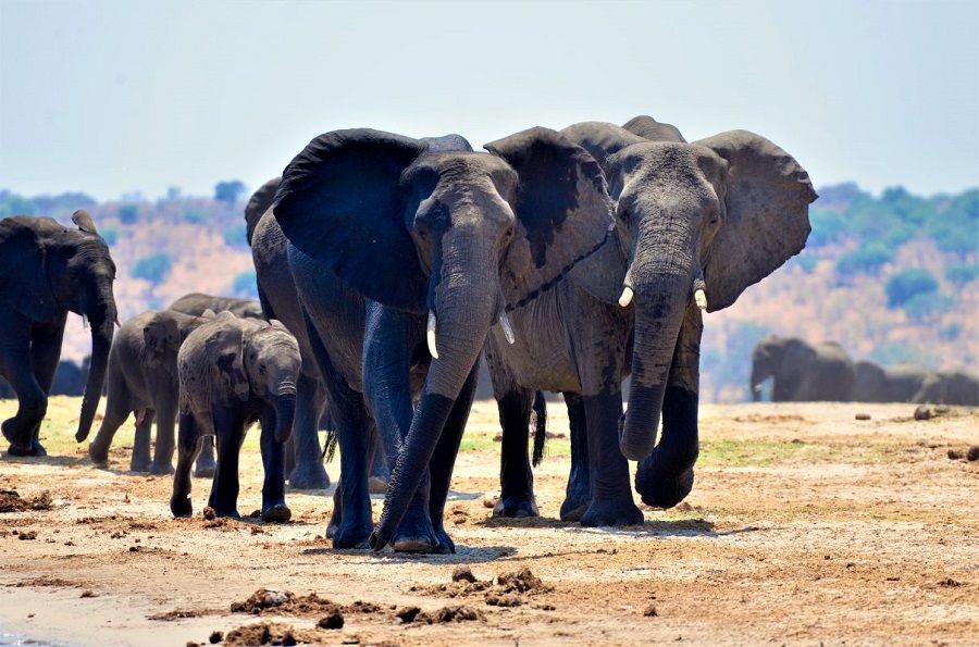 8 Perilaku Ilmiah dari Hewan-hewan Ini Ternyata Dapat Menginspirasi