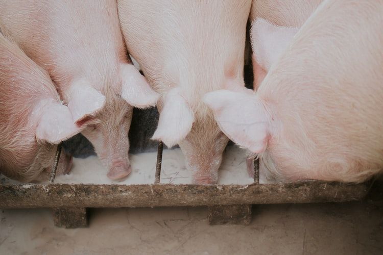 Ribuan Babi Mati Mendadak di Palembang, Diduga Kena Virus Babi Afrika