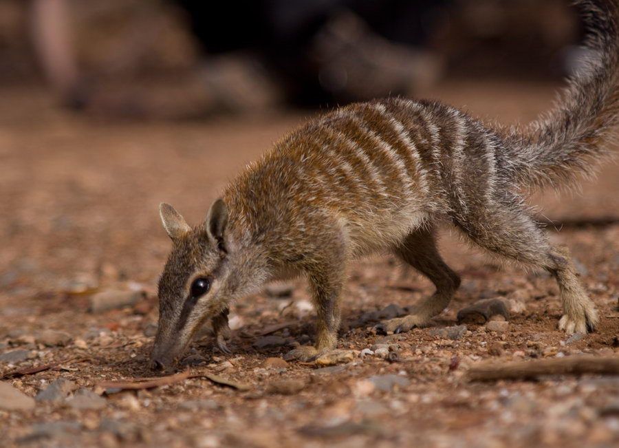 Fakta Numbat Hewan Marsupial Unik Terancam Punah