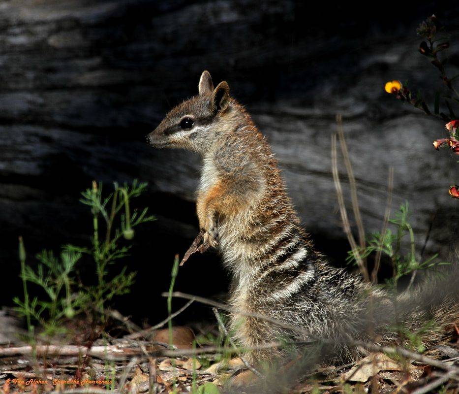 Fakta Numbat Hewan Marsupial Unik Terancam Punah