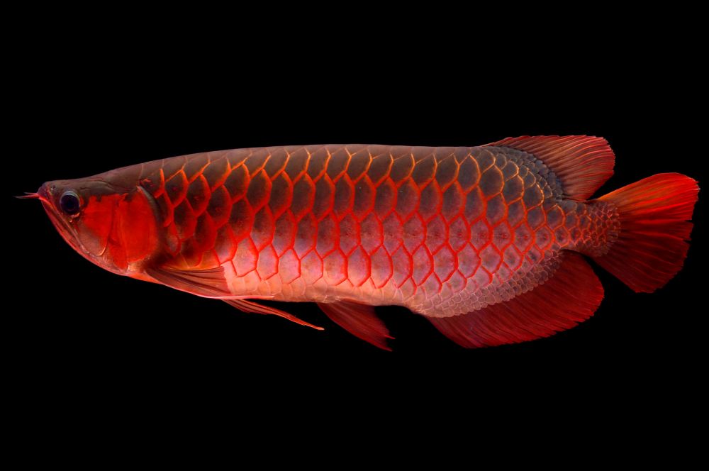 5 Fakta Arwana, Ikan Pembawa Keberuntungan yang Super Mahal 